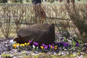 Crocuses in Natalka park in Kyiv