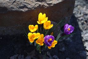 Crocuses in Natalka park in Kyiv