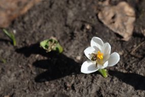 Crocuses in Natalka park in Kyiv