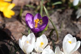 Crocuses in Natalka park in Kyiv
