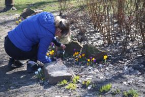 A woman photographs crocuses