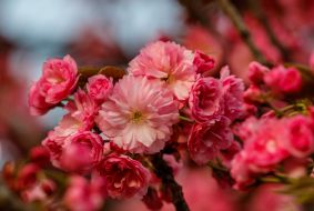 Квітуча гілка сакури