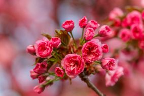 Квітуча гілка сакури