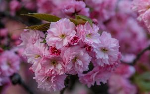 Квітуча гілка сакури