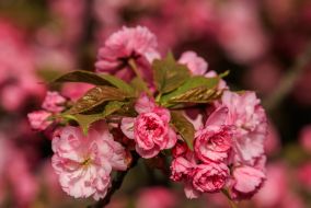 Квітуча гілка сакури