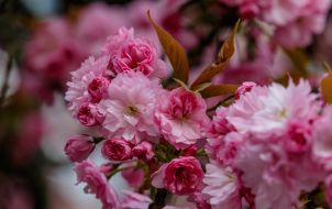 Квітуча гілка сакури