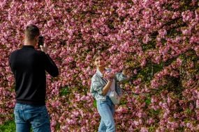 Молода пара фотографується на фоні квітучих сакур