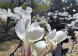 Magnolia flowering in Kyiv