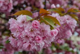 Квітуча гілка сакури