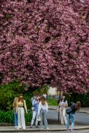 Дівчата любуються цвітінням сакур в Ужгороді