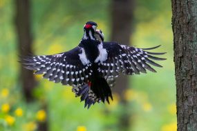 Woodpeckers fight in the air