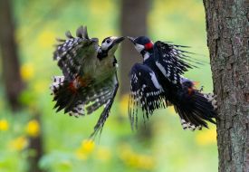Woodpeckers fight in the air