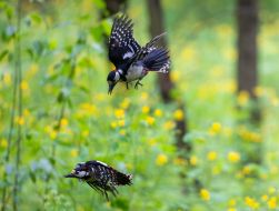 Woodpeckers fight in the air
