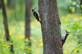 Дятлы на стволе дерева