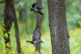 Дятлы бьются в воздухе