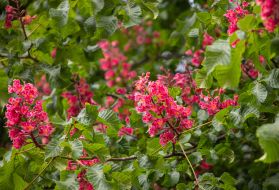 Flowerings chestnuts