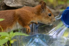 A squirrel drinks water
