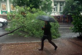 A woman walks under an umbrella against the background of a tree fallen by the weather in Kyiv