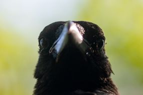 The bird