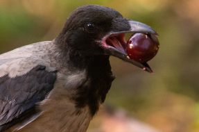 The bird