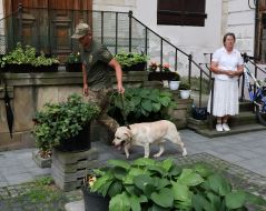 Dog handlers with service dogs