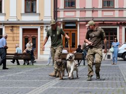 Dog handlers with service dogs