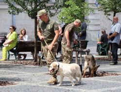 Dog handlers with service dogs