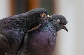 Doves