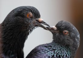 Doves