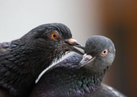 Doves