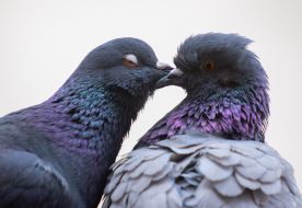 Doves