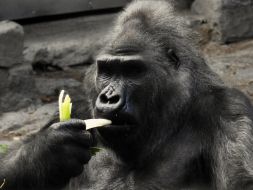 В свой 50-й День рождения Горилла Тони ест фрукты во время именинного праздничного пикника на Острове зверей в Киевском зоопарке
