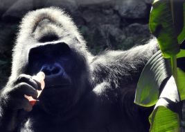 В свой 50-й День рождения Горилла Тони ест фрукты во время именинного праздничного пикника на Острове зверей в Киевском зоопарке