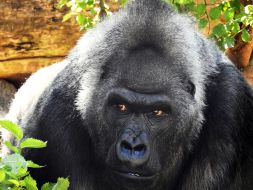 В свой 50-й День рождения Горилла Тони ест фрукты во время именинного праздничного пикника на Острове зверей в Киевском зоопарке