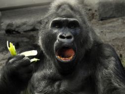 В свой 50-й День рождения Горилла Тони ест фрукты во время именинного праздничного пикника на Острове зверей в Киевском зоопарке
