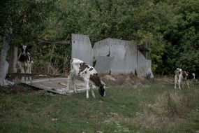 Коровы в селе в приграничном районе Сумской области