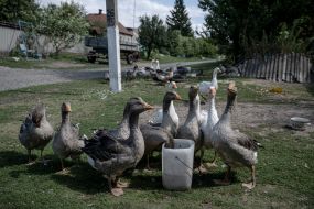 Geese  in a village on the border of Sumy region