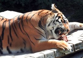 A tiger in the Kyiv Zoo