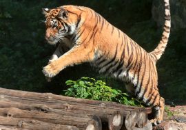A tiger in the Kyiv Zoo