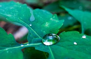A drop of dew on a leaf