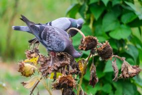 Pigeons on sunflowers