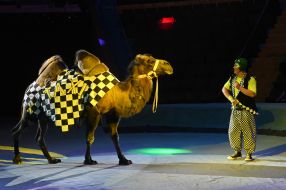 Circus performance "Welcome - show!"