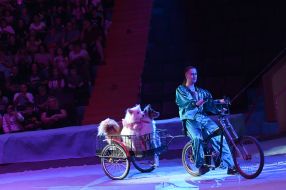 Circus performance "Welcome - show!"