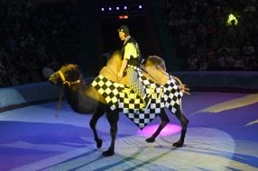 Circus performance "Welcome - show!"