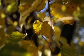 Yellow leaves on trees in Kyiv