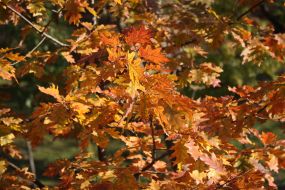Yellow leaves on trees in Kyiv