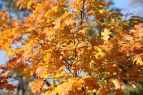 Yellow leaves on trees in Kyiv