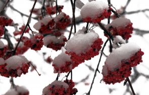 Berries under the snow