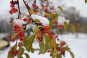 Снег в Киеве