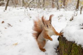 A squirrel in the park
